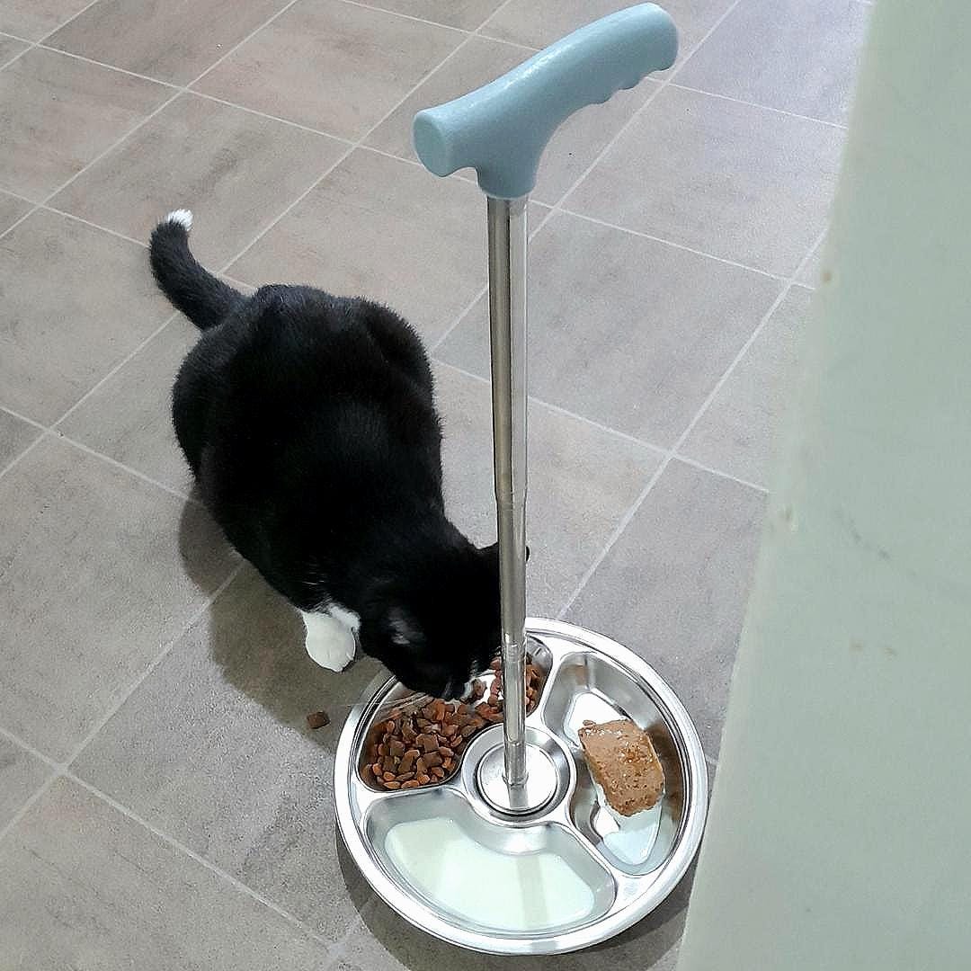 Flexi Pet Feeder — No-Bend Pet Bowl