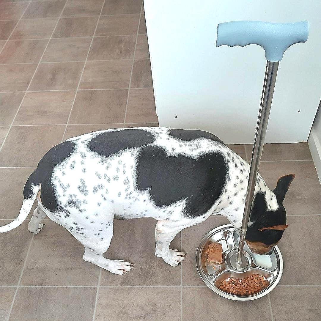 Flexi Pet Feeder — No-Bend Pet Bowl